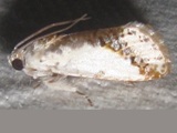 Trymalitis scalfiera